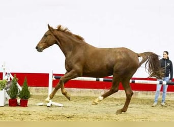 Anglo European Studbook, Mare, 4 years, 16,2 hh, Chestnut