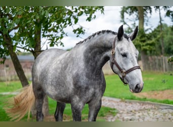Anglo European Studbook, Mare, 4 years, 16.2 hh, Grey Anglo European Studbook, Mare, 4 years, 16.2 hh, Grey