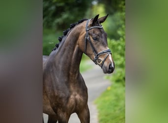 Anglo European Studbook, Mare, 4 years, 16 hh, Bay-Dark