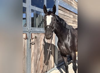 Anglo European Studbook, Mare, 4 years, 16 hh, Black
