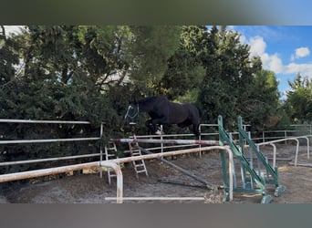 Anglo European Studbook, Mare, 4 years, 16 hh, Black