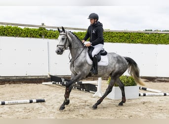 Anglo European Studbook, Mare, 4 years, 16 hh, Black