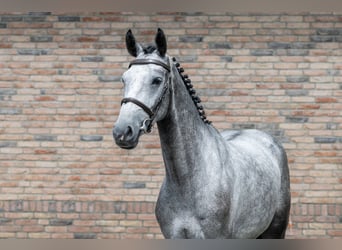Anglo European Studbook, Mare, 4 years, 16 hh, Black