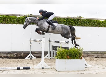 Anglo European Studbook, Mare, 4 years, 16 hh, Black