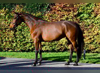 Anglo European Studbook, Mare, 4 years, 16 hh, Brown