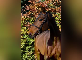 Anglo European Studbook, Mare, 4 years, 16 hh, Brown