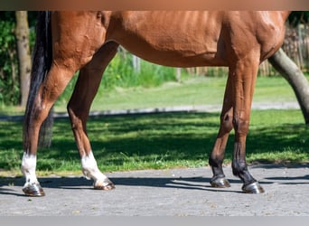 Anglo European Studbook, Mare, 4 years, 16 hh, Brown