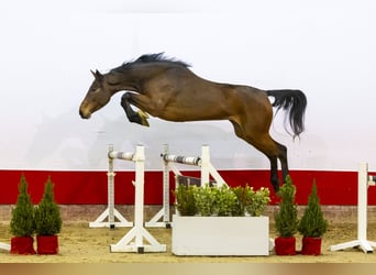 Anglo European Studbook, Mare, 4 years, 16 hh, Brown