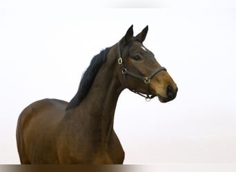 Anglo European Studbook, Mare, 4 years, 16 hh, Brown