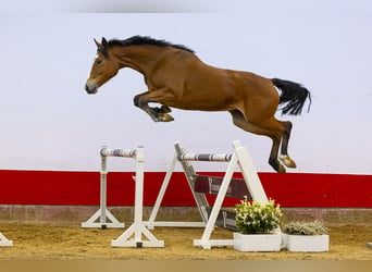 Anglo European Studbook, Mare, 4 years, 16 hh, Brown