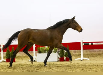 Anglo European Studbook, Mare, 4 years, 16 hh, Brown