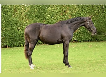 Anglo European Studbook, Mare, 4 years, 16 hh, Smoky-Black