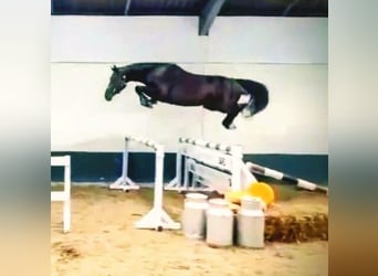 Anglo European Studbook, Mare, 4 years, 16,1 hh, Black