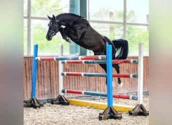 Anglo European Studbook, Mare, 4 years, 16,1 hh, Black