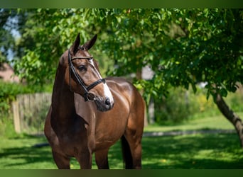 Anglo European Studbook, Mare, 4 years, 16,1 hh, Brown