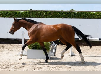 Anglo European Studbook, Mare, 4 years, 16,1 hh, Brown