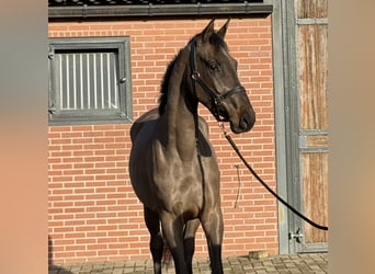 Anglo European Studbook, Mare, 4 years, 16,1 hh, Smoky-Black