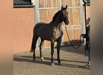 Anglo European Studbook, Mare, 4 years, 16,1 hh, Smoky-Black