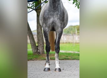Anglo European Studbook, Mare, 4 years, 16,2 hh, Grey