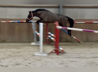 Anglo European Studbook, Mare, 4 years, 16,2 hh, Smoky-Black