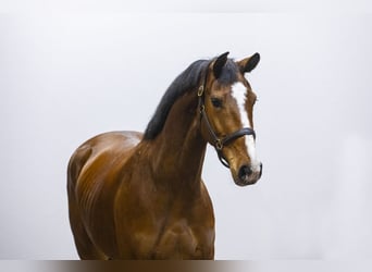 Anglo European Studbook, Mare, 5 years, 15.2 hh, Brown