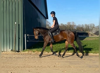 Anglo European Studbook, Mare, 5 years, 15,2 hh, Bay-Dark