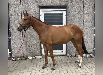Anglo European Studbook, Mare, 5 years, 15,2 hh, Chestnut-Red