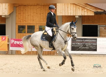 Anglo European Studbook, Mare, 5 years, 16,1 hh, Gray