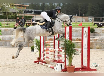 Anglo European Studbook, Mare, 5 years, 16,1 hh, Gray