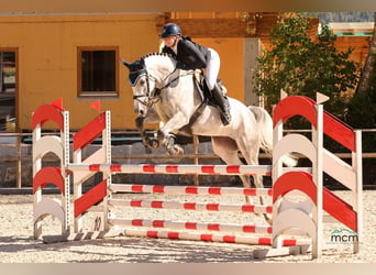 Anglo European Studbook, Mare, 5 years, 16,1 hh, Gray