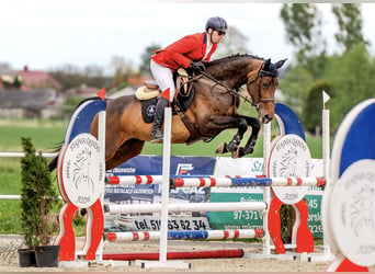 Anglo European Studbook, Mare, 5 years, 16,2 hh, Bay-Dark