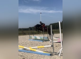 Anglo European Studbook, Mare, 5 years, 16,2 hh, Bay-Dark