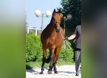 Anglo European Studbook, Mare, 5 years, 16,2 hh, Bay