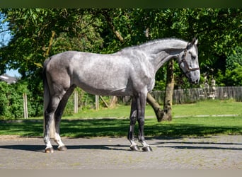 Anglo European Studbook, Mare, 5 years, 16.2 hh, Grey