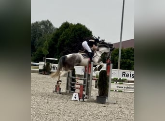 Anglo European Studbook, Mare, 5 years, 16.3 hh, Pinto