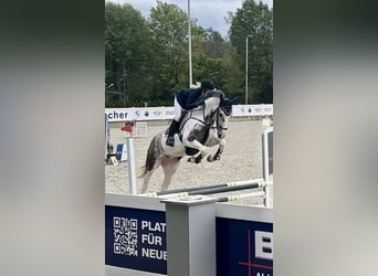 Anglo European Studbook, Mare, 5 years, 16.3 hh, Pinto