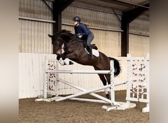 Anglo European Studbook, Mare, 5 years, 16 hh, Bay