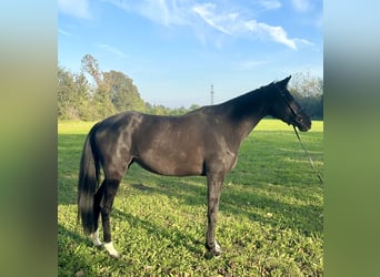 Anglo European Studbook, Mare, 5 years, 16 hh, Black