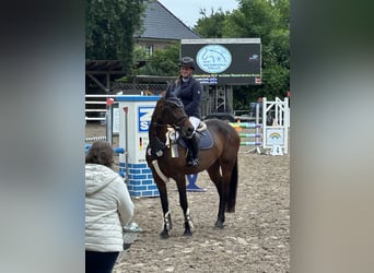 Anglo European Studbook, Mare, 5 years, 16 hh, Brown