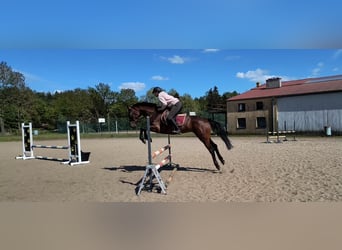 Anglo European Studbook, Mare, 5 years, 16 hh, Brown