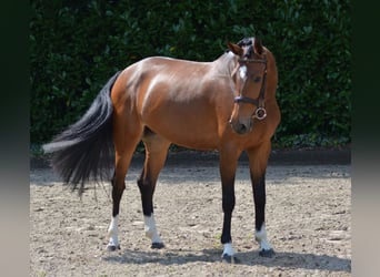 Anglo European Studbook, Mare, 5 years, 16 hh, Brown