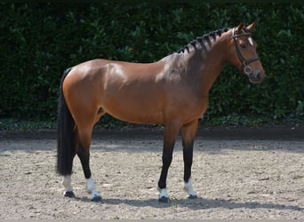 Anglo European Studbook, Mare, 5 years, 16 hh, Brown