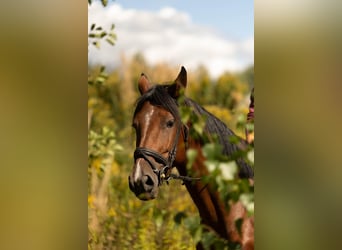 Anglo European Studbook, Mare, 5 years, 16 hh, Brown