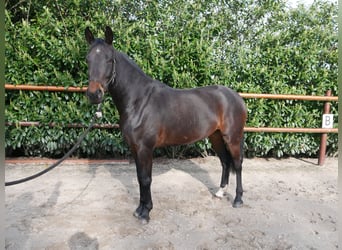 Anglo European Studbook, Mare, 5 years, 16 hh, Brown