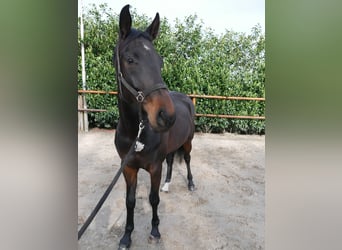 Anglo European Studbook, Mare, 5 years, 16 hh, Brown