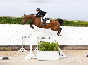 Anglo European Studbook, Mare, 5 years, 16 hh, Brown