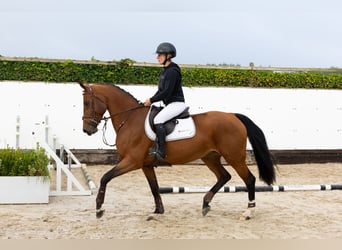 Anglo European Studbook, Mare, 5 years, 16 hh, Brown