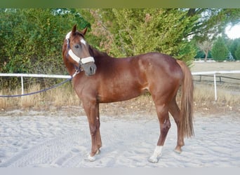 Anglo European Studbook, Mare, 5 years, 16 hh, Chestnut-Red