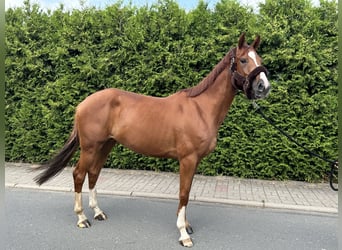 Anglo European Studbook, Mare, 5 years, 16 hh, Chestnut-Red