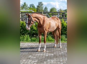 Anglo European Studbook, Mare, 5 years, 16 hh, Chestnut-Red